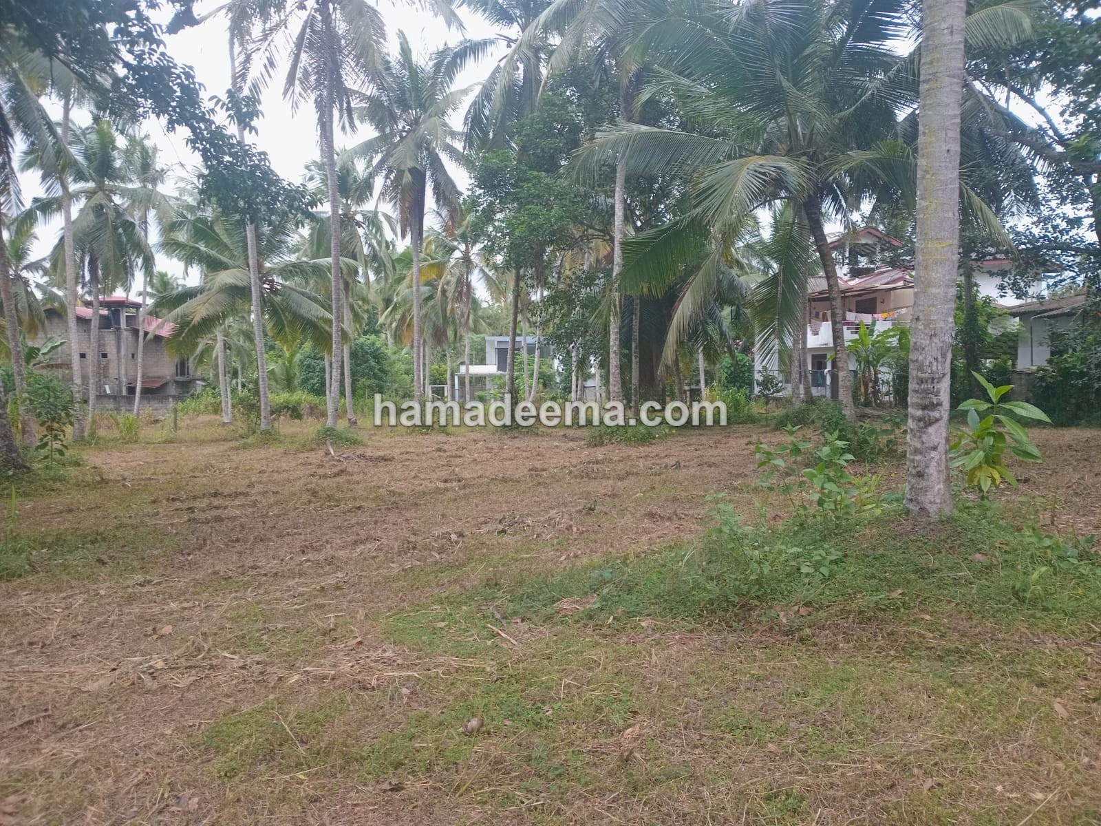 Land For Sale - Image 2