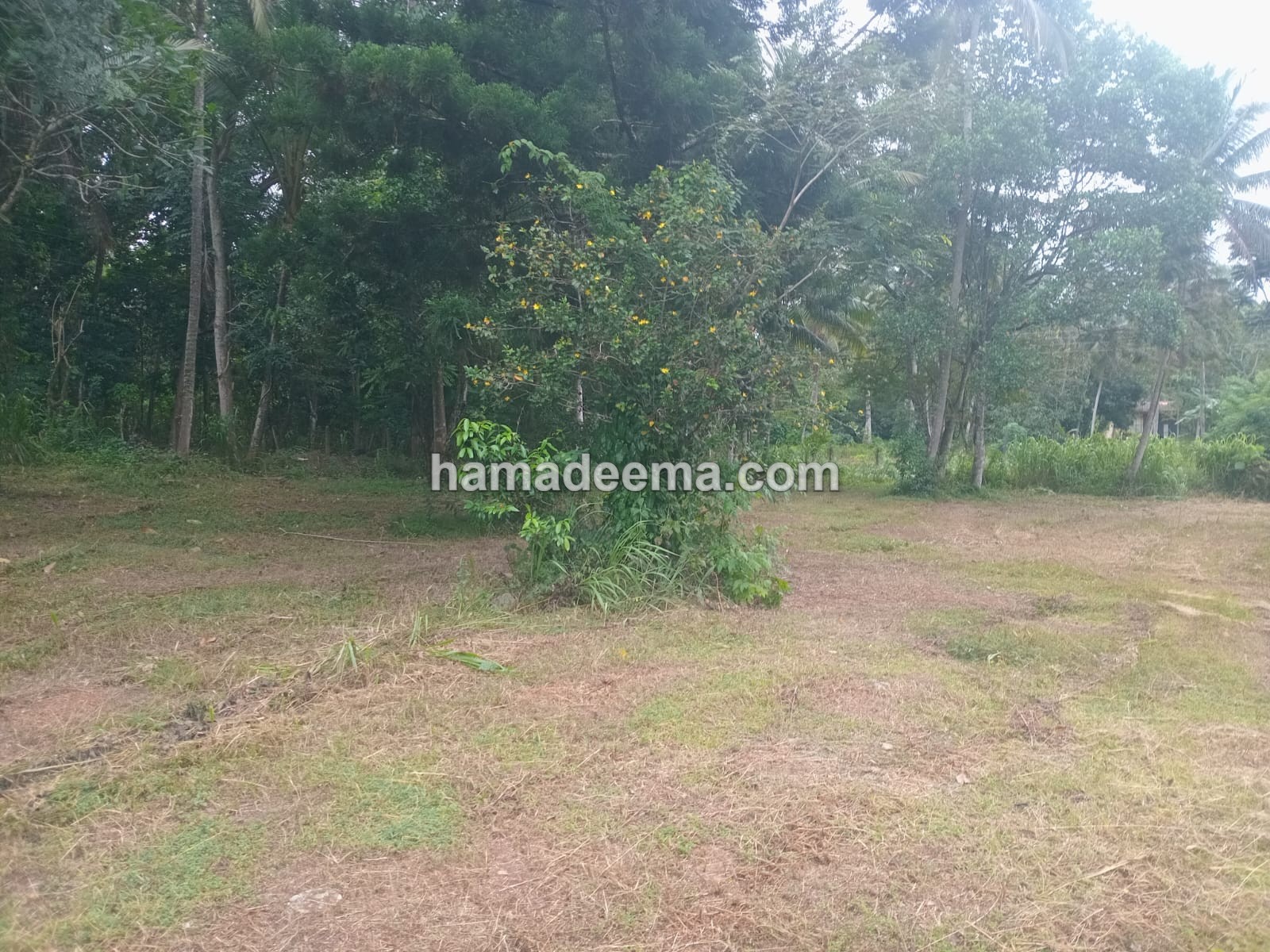 Land For Sale - Image 3